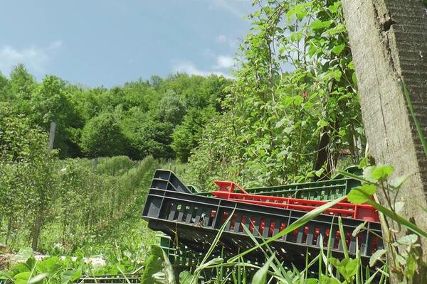 SKANDAL U SELU JAKALJ: Lopovi upali na privatne posede i POSEKLI MALINJAK, malinari u ŠOKU, šteta je ogromna