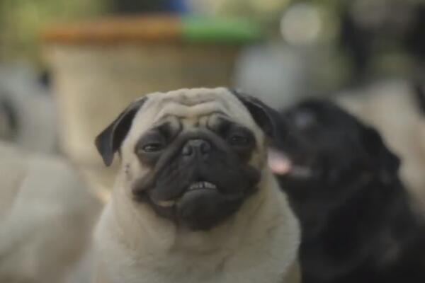 Otvorite širom oči i pronađite psa: Mali mops se tako dobro kamuflirao, da ni vlasnica nije znala gde je