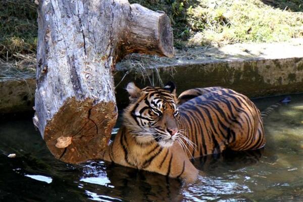 ULETEO PIJAN U ZOO VRT, IMITIRAO TARZANA PA ZAVRŠIO KOD TIGRA U KAVEZU: Bizarno ponašanje ga umalo koštalo ŽIVOTA
