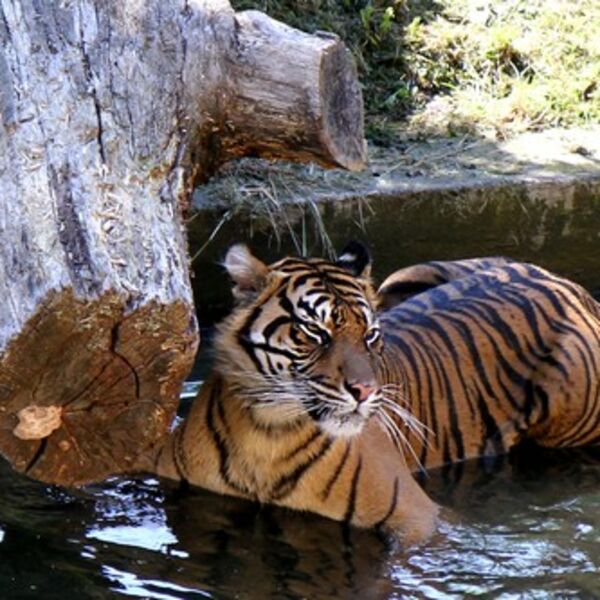 ULETEO PIJAN U ZOO VRT, IMITIRAO TARZANA PA ZAVRŠIO KOD TIGRA U KAVEZU: Bizarno ponašanje ga umalo koštalo ŽIVOTA