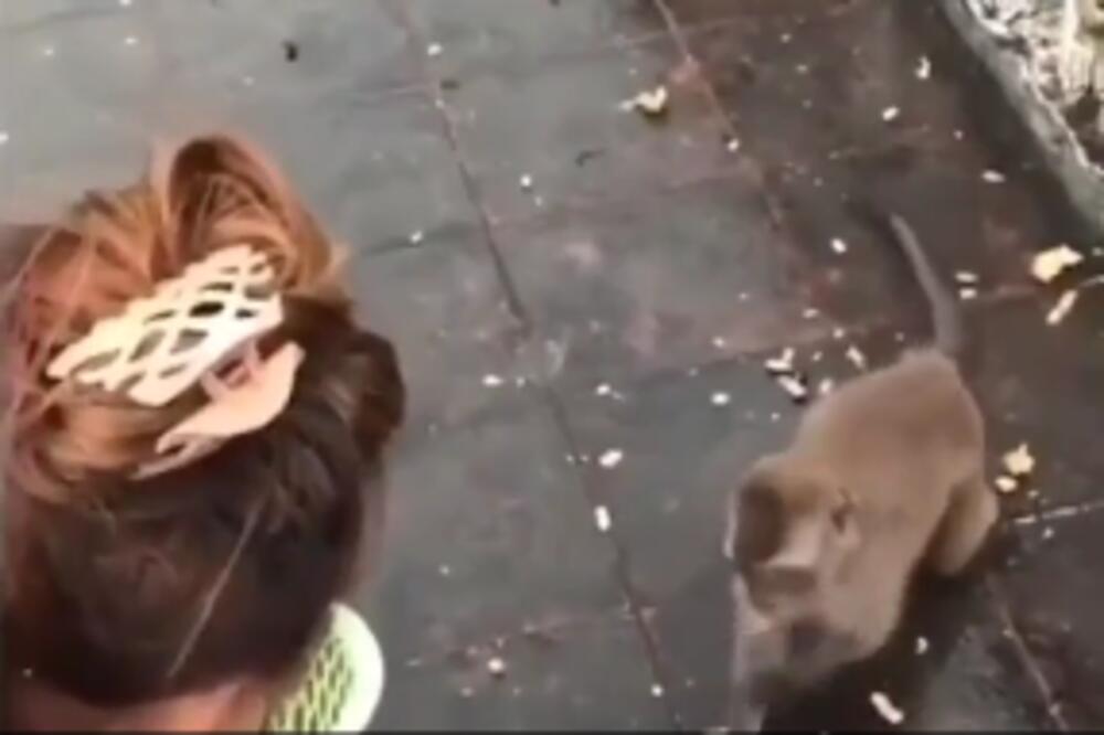 MAJMUNA STIGLA KARMA ZA GRAMZIVOST! Ljudi plaču od smeha dok gledaju ovaj snimak (VIDEO)