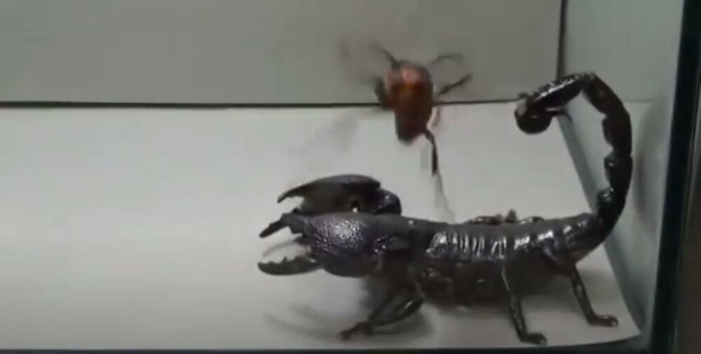 Stršljen i  Škorpion