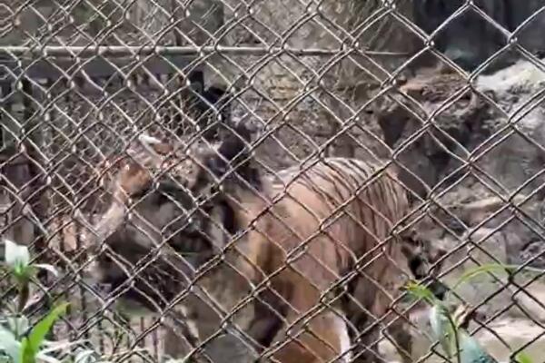 TIGAR URINIRAO PO POSETIOCU ZOO VRTA! Čovek platio kartu, došao da ga snimi, a on mu se "ZAHVALIO"! (VIDEO)