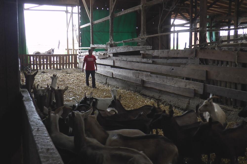 ŽIVOTINJE KOJE DONOSE NAJVEĆI PROFIT: Rackovići dnevno prodaju do 50 litara, epidemija povećala potražnju (FOTO)