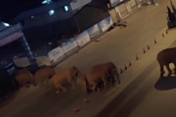KRDO DIVLJIH SLONOVA U MARŠU NA KINU: Približavaju se velikoj metropoli, prešli skoro 500 kilometara! (VIDEO)