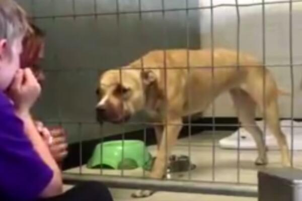 PITBUL JE BIO U TEŠKOJ DEPRESIJI sve dok se nije pojavio ovaj DEČAK (7) (VIDEO)