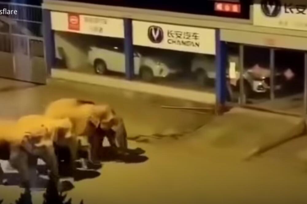 KINESKOM GRADU PRETI NAPAD SLONOVA! Životinje napravile veliku štetu, vlasti NEMOĆNE pred njima! (VIDEO)