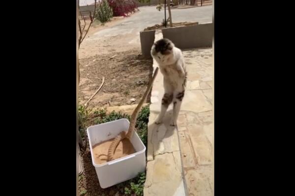 ŠTA SE DESI KADA SE SRETNU ZMIJA I MAČKA: Jedna je za dlaku izbegla smrt! (VIDEO)