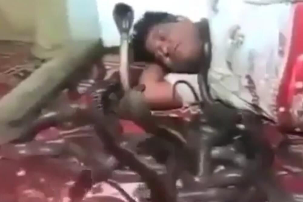 MALEŽANIN MAZI I LJUBI OTROVNICE! Bez strtaha legao među deset kobri, svi se pitaju da li je normalan?