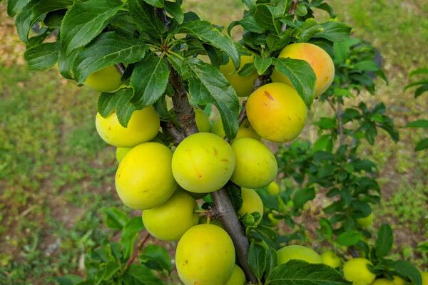 VOĆKA KOJA ĆE VAM SREDITI JETRU? Nije baš tako