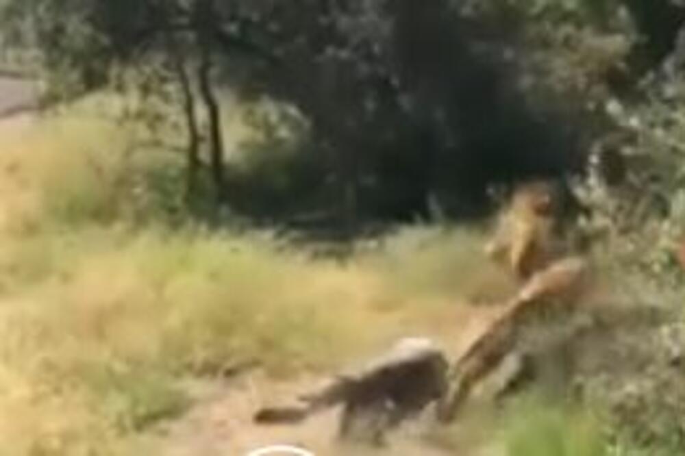UZNEMIRUJUĆI SNIMAK, UPOZORAVAMO VAS! Greškom završio u kavezu kod lava, a onda se dešava PAKAO! (VIDEO)
