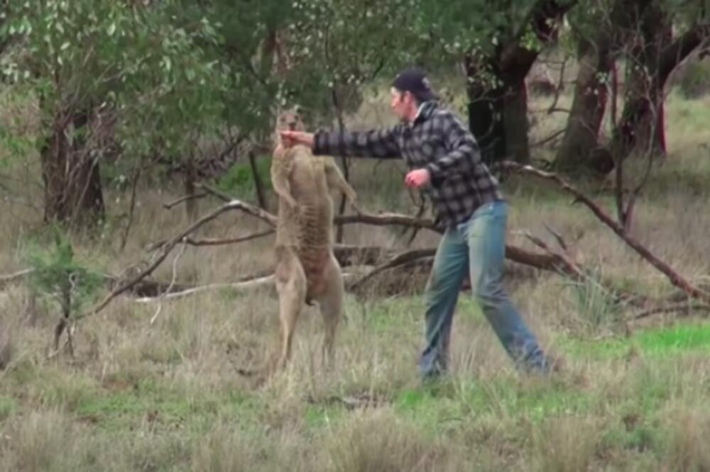 KENGUR JE ŠČEPAO NJEGOVOG PSA A ONDA GA JE NOKAUTIRAO: Pogledajte video koji je videlo pola milijardi ljudi (VIDEO)