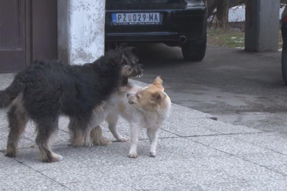 DA LI PSI NAPADAJU ISTE LJUDE? Jedna osoba tražila naknadu za ujed psa lutalice čak šest puta!