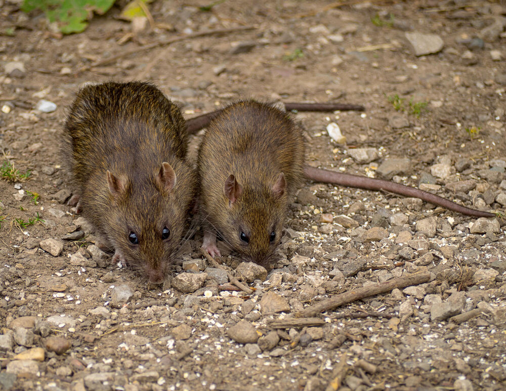 Miš, Miševi, Pacovi