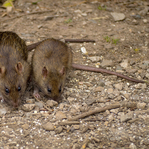 Čim ovo bacite u dvorište, i to bilo gde, miševi i pacovi će pobeći brzinom svetlosti: Ovo mrze najviše na svetu!