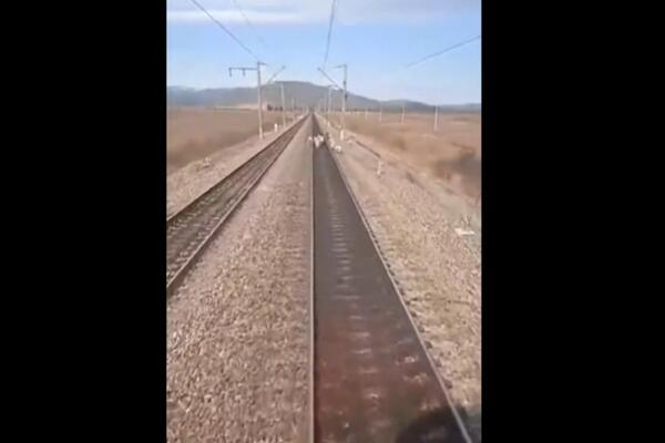 MALO JE FALILO DA DOĐE DO NESREĆE! Mašinovođa na pruzi ugledao STADO OVACA, sve je SNIMIO KAMEROM! (VIDEO)