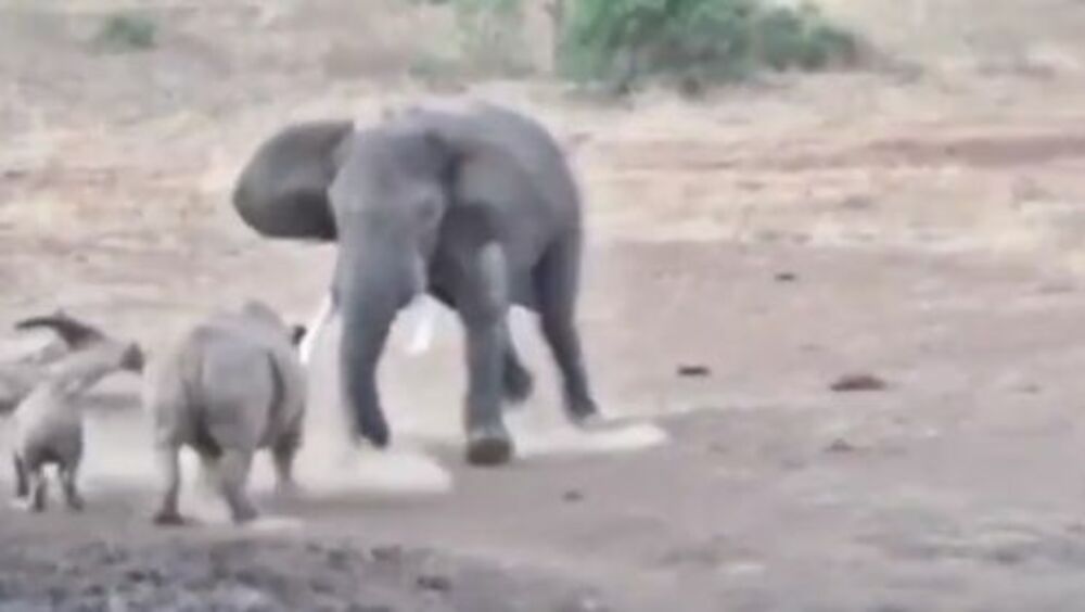 Slon u napadu na nosoroga i njegovo mladunče