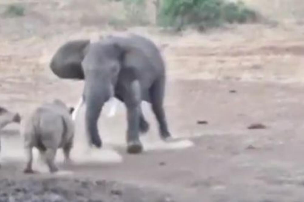 OŠTAR NAPAD SLONA: Nosorogu u pratnji MLADUNČETA preostao je samo JEDNO (VIDEO)