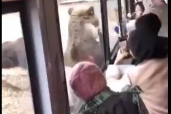 IZGLEDAO JE POPUT ČOVEKA U KOSTIMU MEDVEDA: Razlog tome je NJEGOV HOD (VIDEO)