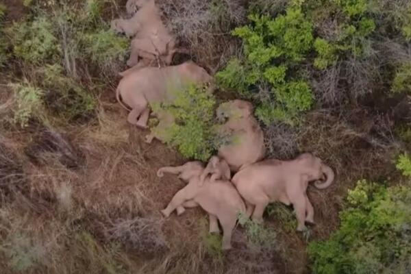 PUTOVANJE DUGO 15 MESECI: Krdo slonova napravilo milionsku štetu, a sada stalo da se ODMORI! (VIDEO)