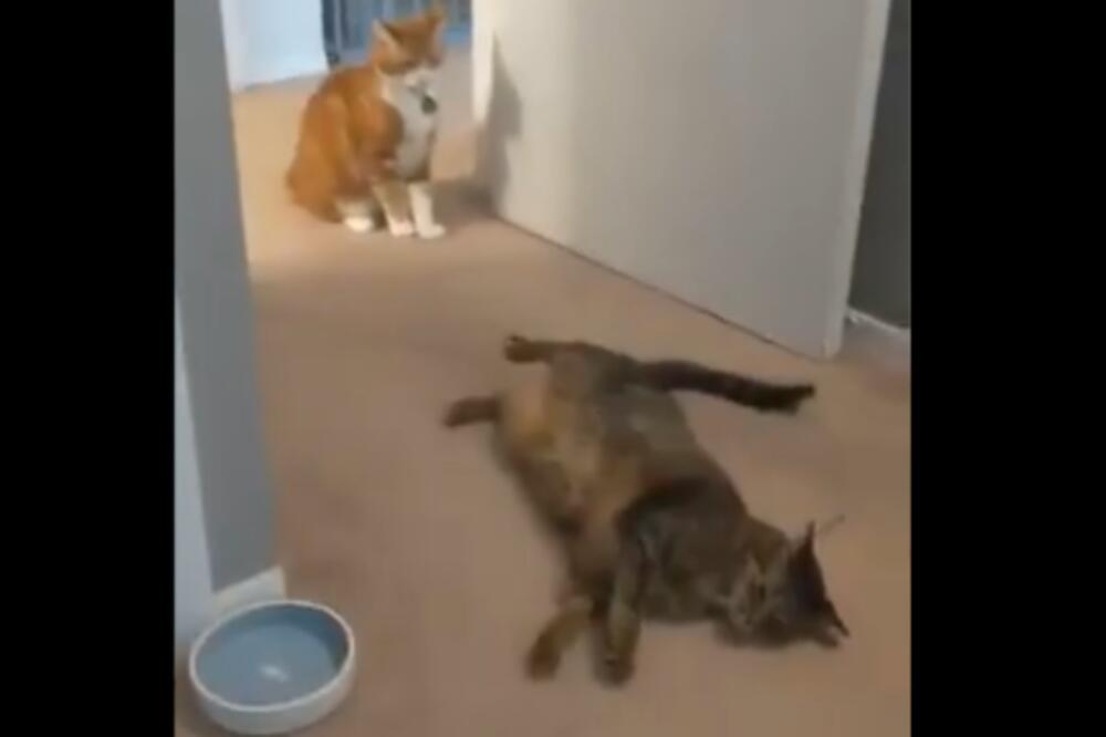 ŠAPOM NOKAUTIRALA SVOJU "SUPARNICU": Ako ne verujete, UVERITE se sami (VIDEO)