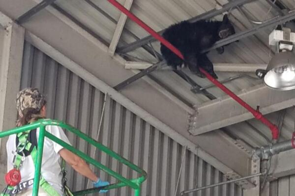 NESVAKIDAŠNJI PRIZOR U FABRICI VOLVOA: Medved zapeo na plafonu, radnici ZAPREPAŠĆENI PRIZOROM! (FOTO)