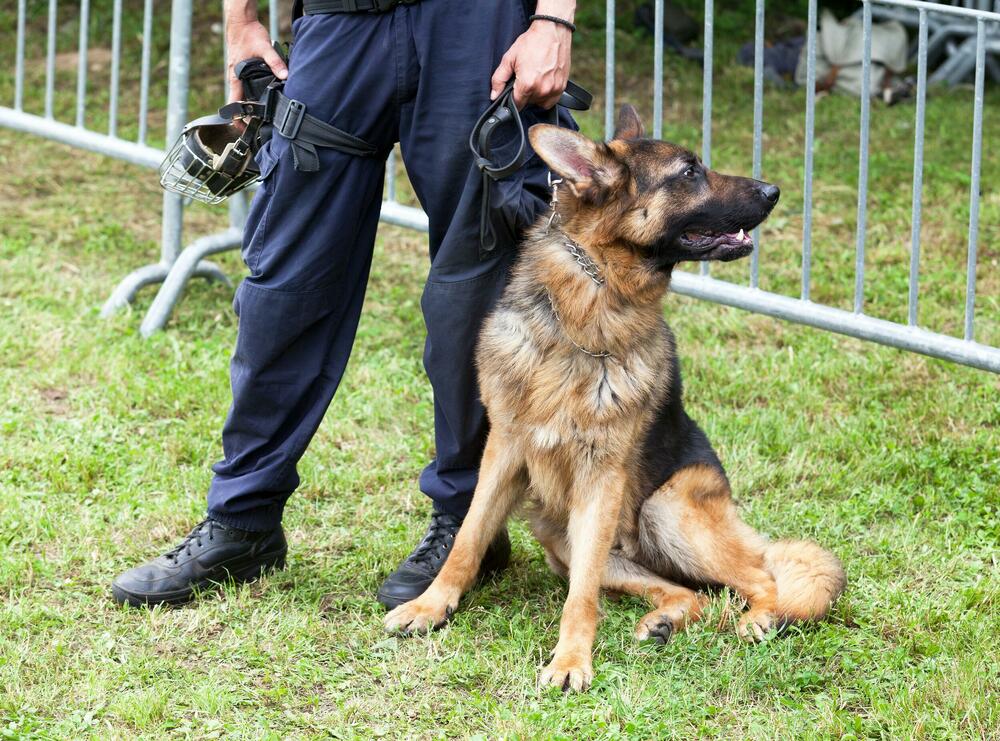 JEDAN MIRIS DOVOLJAN JE ZA PREOKRET: Ovako policijski psi rešavaju zločine i pronalaze nestale