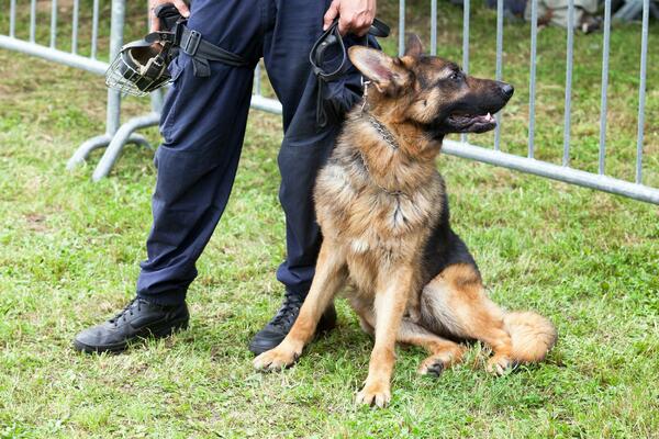 UHAPŠENI SRBI U NEMAČKOJ: Leo nanjušio drogu vrednu 25.000 EVRA, prevozili kokain, ekstazi, ali ni to nije SVE