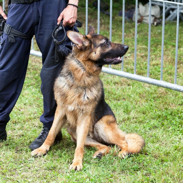 JEDAN MIRIS DOVOLJAN JE ZA PREOKRET: Ovako policijski psi rešavaju zločine i pronalaze nestale