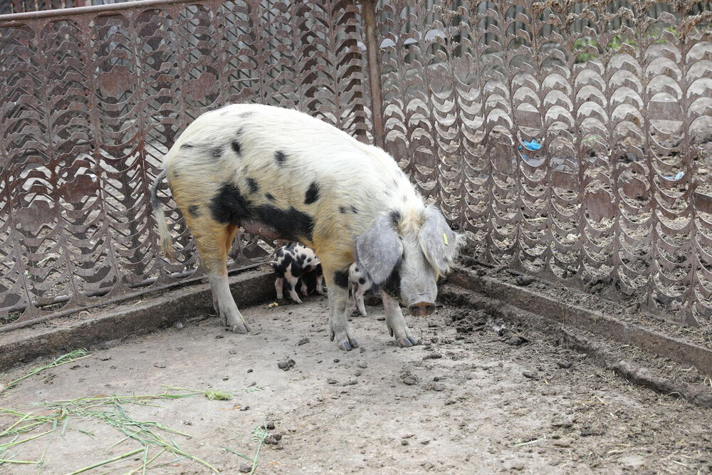 Pegava resavka štiti svoje male prasiće