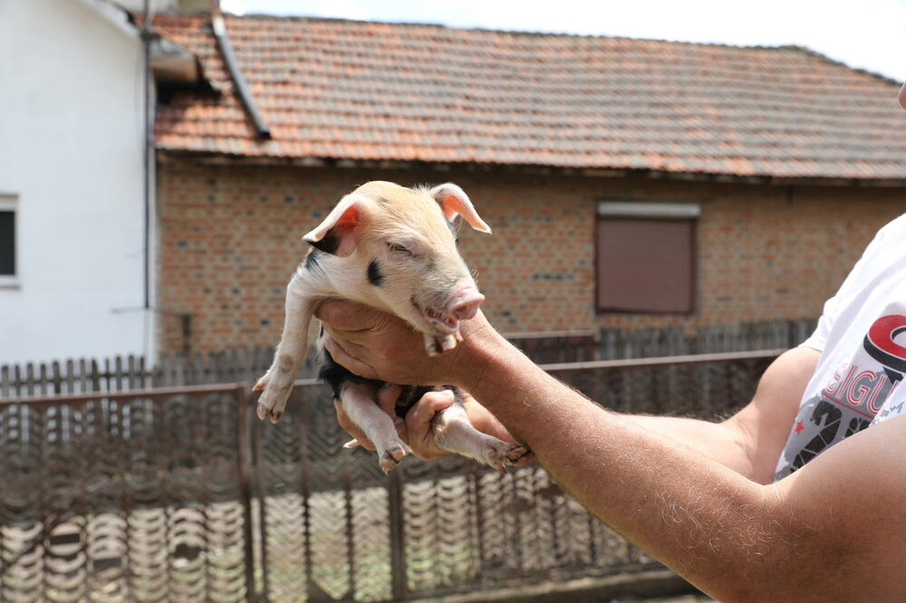 Krmača Belka oprasila 25 prasića: Od obaveza, domaćini oka ne sklapaju, ne znaju šta će pre da rade