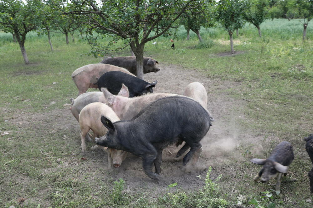 SVINJSKA KUGA ZABELEŽENA NA TERITORIJI VELIKOG GRADIŠTA: Preduzete potrebne mere!