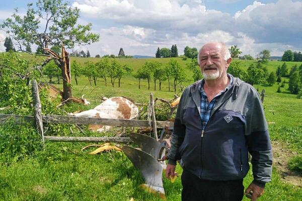 GROM UBIO DVE KRAVE U PRIJEPOLJU, VLASNIK TOMAŠEVIĆ: Kao da je neko ispaljivao granate