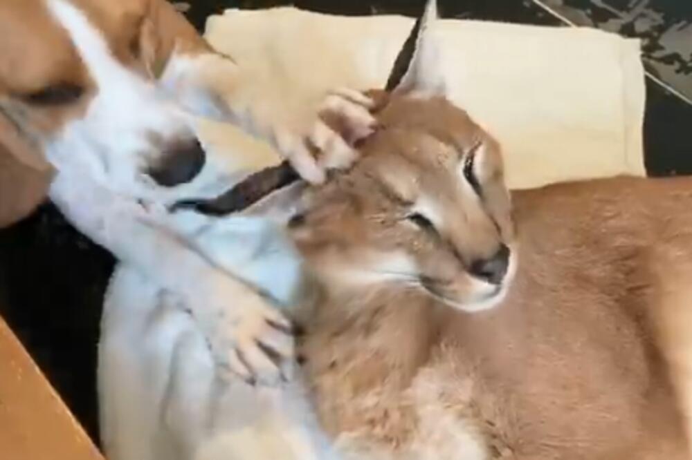 NEOBIČAN IZBOR KUĆNOG LJUBIMCA: Udomio DIVLJU životinju i sada su NERAZDVOJNI (VIDEO)