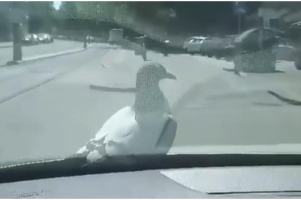 GOLUB SA VOŽDOVCA JE POBEDNIK DANA! Ljudi ne mogu da veruju kad vide kako se provozao po kraju! (VIDEO)