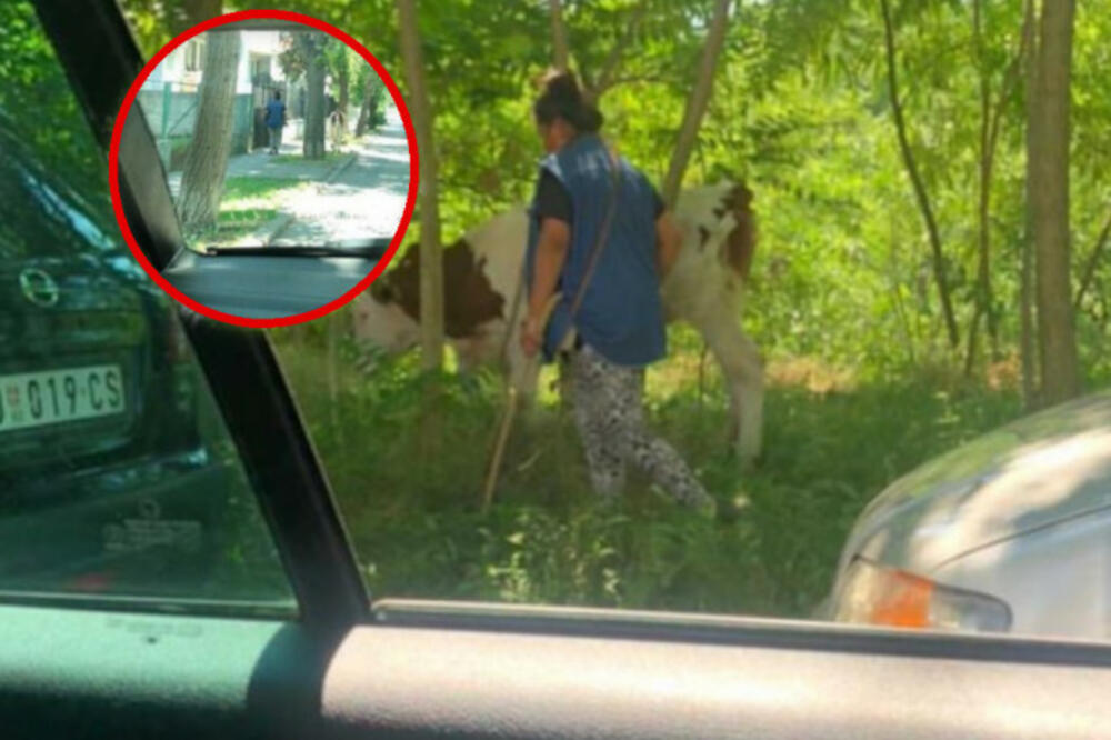 ZEMUNCI ZANEMELI KAD SU OVO VIDELI: Žena prošetala kravu u prometnoj ulici, internet izgoreo! (FOTO)