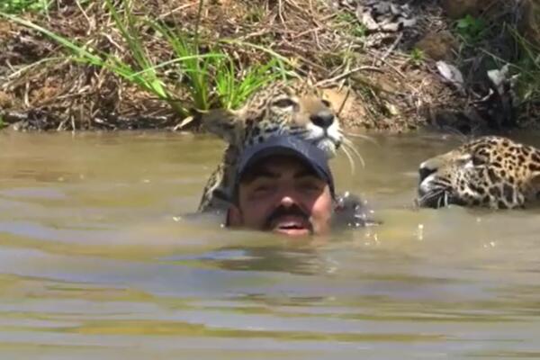 UŠAO JE U REKU A DOČEKALI SU GA LEOPARDI: Gledajte samo šta sledi, jezivo! (VIDEO)