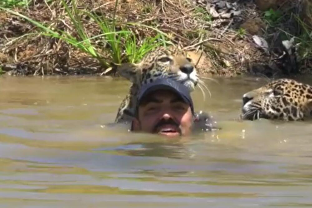 UŠAO JE U REKU A DOČEKALI SU GA LEOPARDI: Gledajte samo šta sledi, jezivo! (VIDEO)