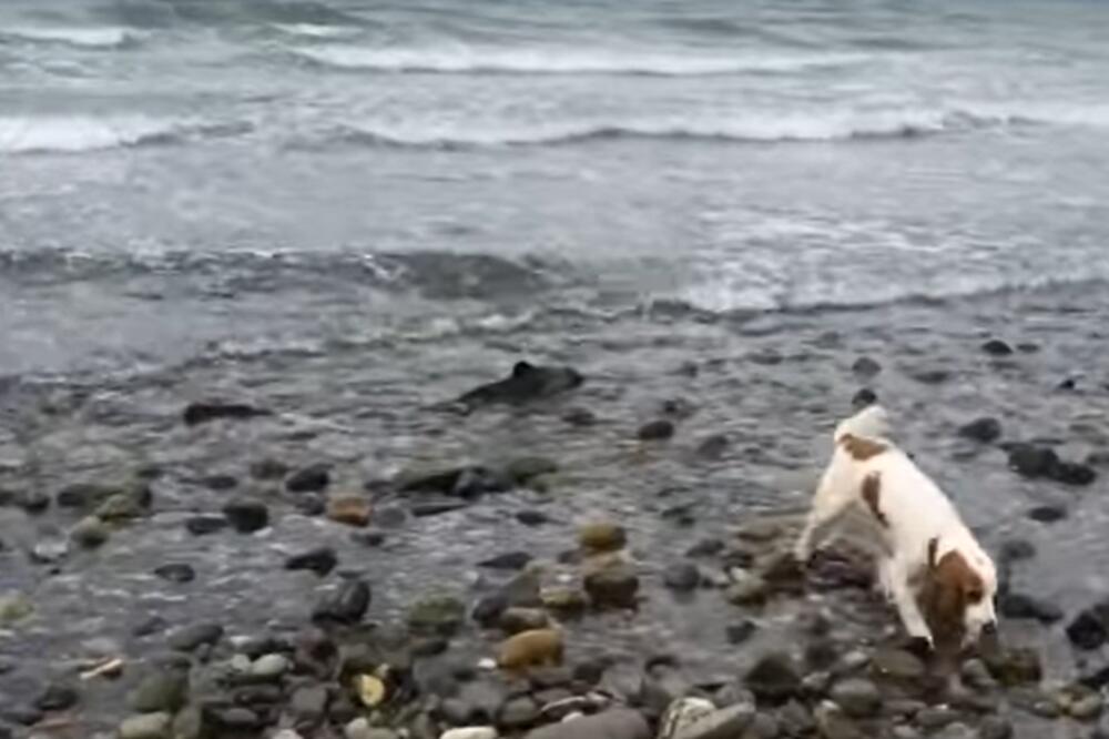 PAS POTRČAO PREMA MORU, PA POČEO DA LAJE: Vlasnik dotrčao i shvatio o čemu se radi! (VIDEO)