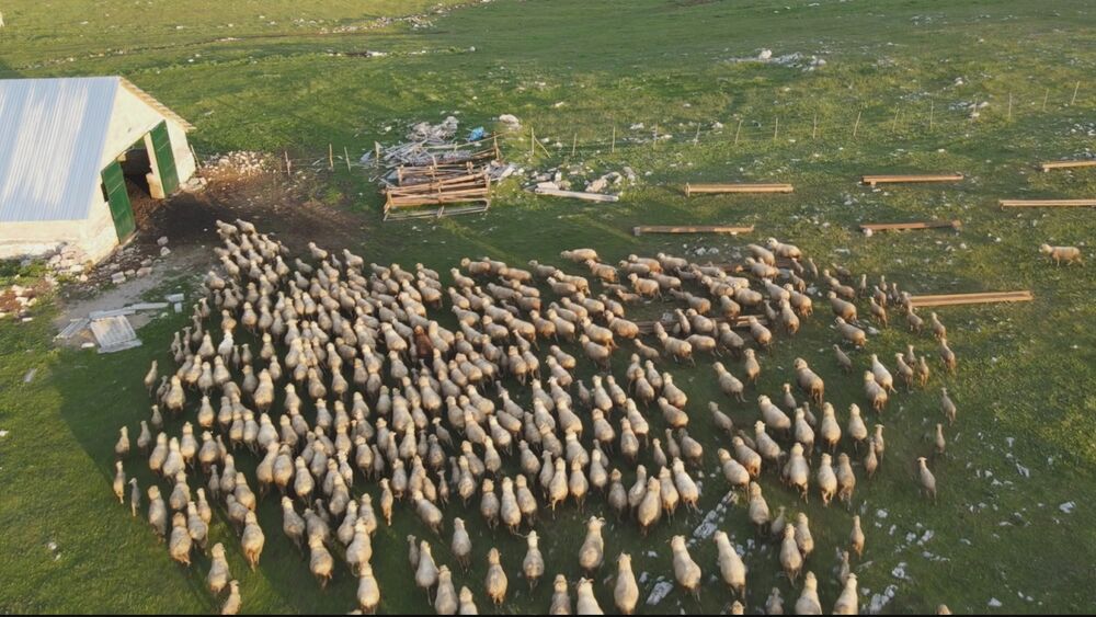 Pašnjaci puni ovaca