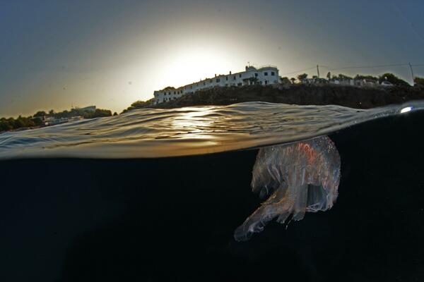 MEDUZE PREPLAVILE JADRAN: Susret sa jednom vrstom je posebno BOLAN - evo kako da se ZAŠTITITE OD NJIH!