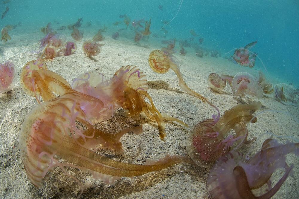 Najezda meduza na Jadranu, na ovim mestima ih ima najviše: Evo šta da uradite ako vas opeče, jedno je obavezno!