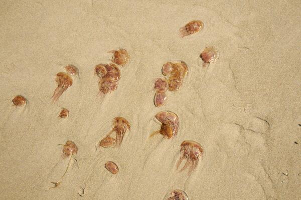 PAŽNJA KUPAČIMA NA JADRANSKOM MORU: Pojavila se opasna MEDUZA od koje nastaju teške OPEKOTINE! (FOTO)