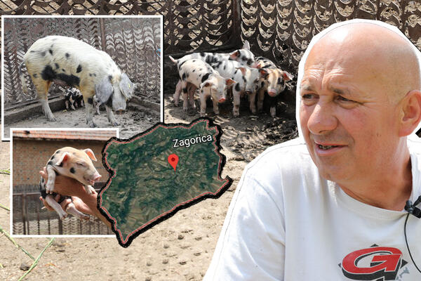 IŠLI SMO U ZAGORICU DA VIDIMO NAJSKUPLJU SVINJU U SRBIJI! Oprasila se, a domaćin nam je ispričao kakav je ukus