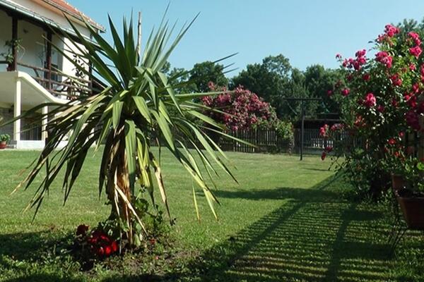 RAJSKI VRT U SELU BEČANJ: Kaktusi, banane, muškatle i još mnogo drugih biljaka (FOTO)