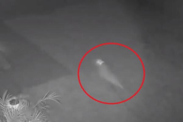 ŽENA UBEĐENA DA JE VIDELA BEBU DINOSAURUSA U SVOM DVORIŠTU: Pogledajte ovaj snimak pa procenite sami (VIDEO)