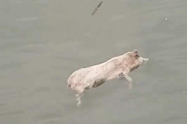 DA LI JE MOGUĆE? MRTVA SVINJA PLUTA SAVOM: Šok snimak ZAPREPASTIO BEOGRAĐANE! (VIDEO)