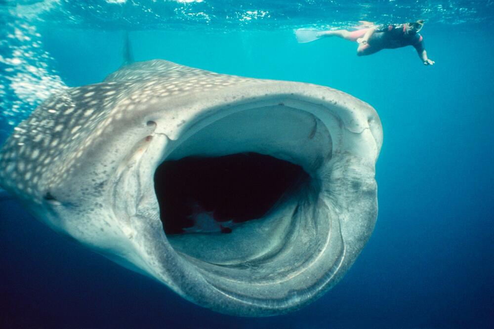 ČOVEK KOGA JE PROGUTAO KIT IZBEGAO SIGURNU SMRT: Preživeo i PAD AVIONA, njegova priča će biti EKRANIZOVANA! (VIDEO)