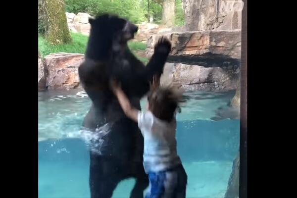 DEČAK U ZOO VRTU NAŠAO NAJBOLJEG DRUGA: Hop, hop, SKAČI MEDO! Hit scena iz ZOO VRTA (VIDEO)