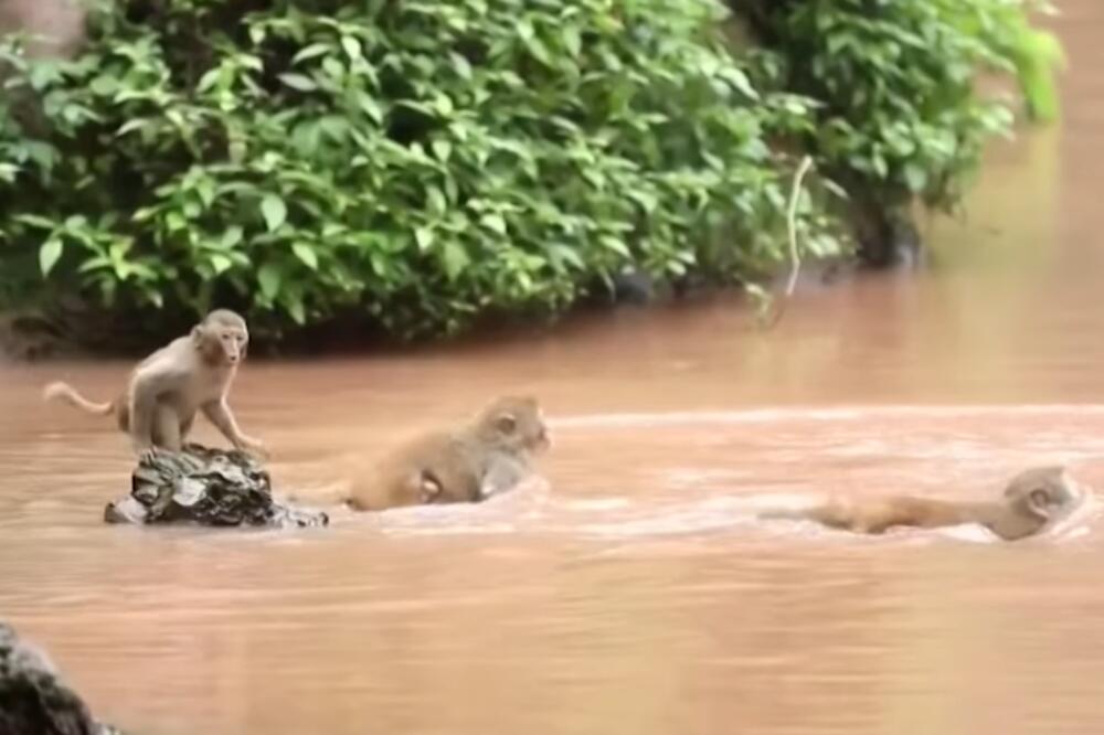 KAKVI SU SAMO PLIVAČI! Da li ste nekad videli STOTINE majmuna u AKCIJI? (VIDEO)